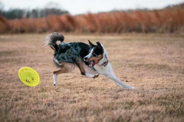 Dog Frisbee